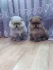 Собаки - Щенки померанский шпиц - Вся Беларусь Щенки померанский шпиц - Вся Беларусь - 262500 - Доска объявлений Kupika.by