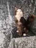 Мейн-кун - Вся Беларусь - 261476 - Доска объявлений Kupika.by - Фото 4