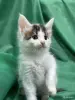 Кошки - Мейн-кун котята - Вся Беларусь - Фото 4 Мейн-кун котята - Вся Беларусь - 261741 - Доска объявлений Kupika.by - Фото 4