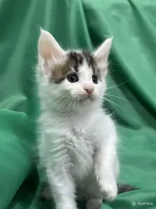 Мейн-кун котята