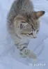 Кошкины детки - Городея - 261306 - Доска объявлений Kupika.by - Фото 4