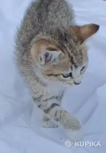 Кошкины детки
