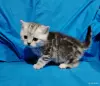 Котята мраморята, шотландские. - Вся Беларусь - 263598 - Доска объявлений Kupika.by - Фото 5