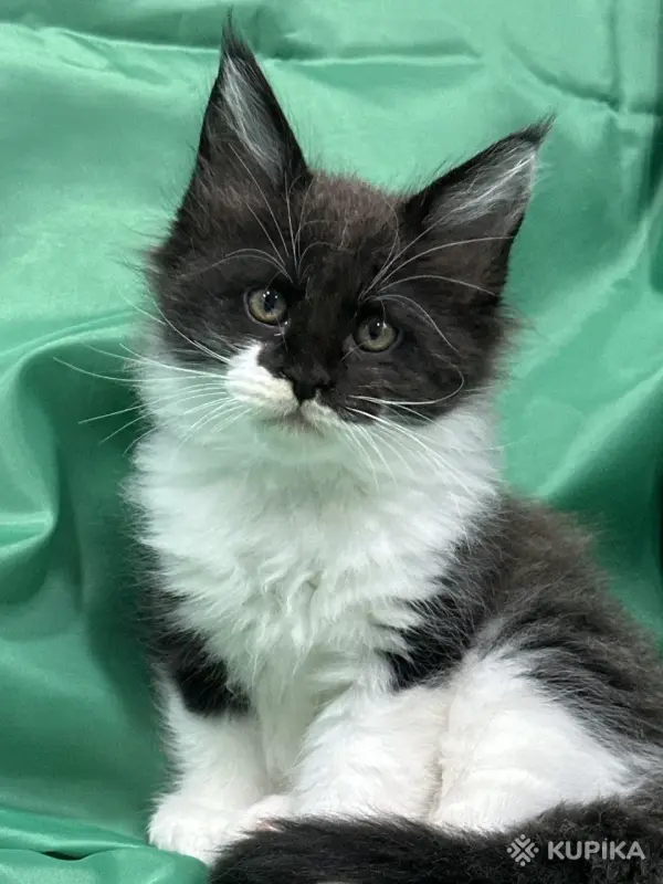 Кошки - Мейн-куны котята - Вся Беларусь - Фото 3 Мейн-куны котята - Вся Беларусь - 262506 - Доска объявлений Kupika.by - Фото 3