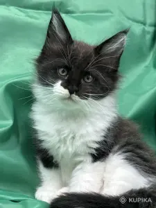 Мейн-куны котята