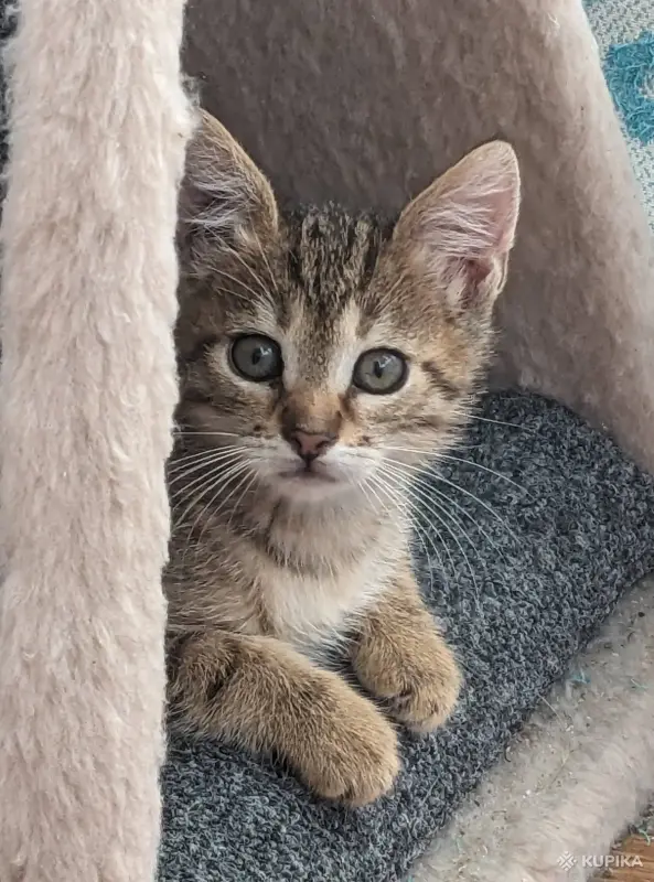 Кошки - котенок - Вся Беларусь котенок - Вся Беларусь - 262684 - Доска объявлений Kupika.by