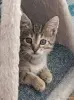 Кошки - котенок - Вся Беларусь котенок - Вся Беларусь - 262684 - Доска объявлений Kupika.by