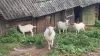 Сельскохозяйственные животные - Козы - Вся Беларусь Козы - Вся Беларусь - 262366 - Доска объявлений Kupika.by