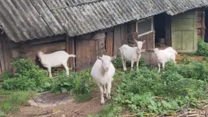 Козы
