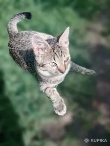 Котёнок в дар