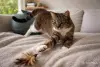 Кошки - Замечательная кошечка Лучик в дар - Вся Беларусь - Фото 5 Замечательная кошечка Лучик в дар - Вся Беларусь - 263241 - Доска объявлений Kupika.by - Фото 5
