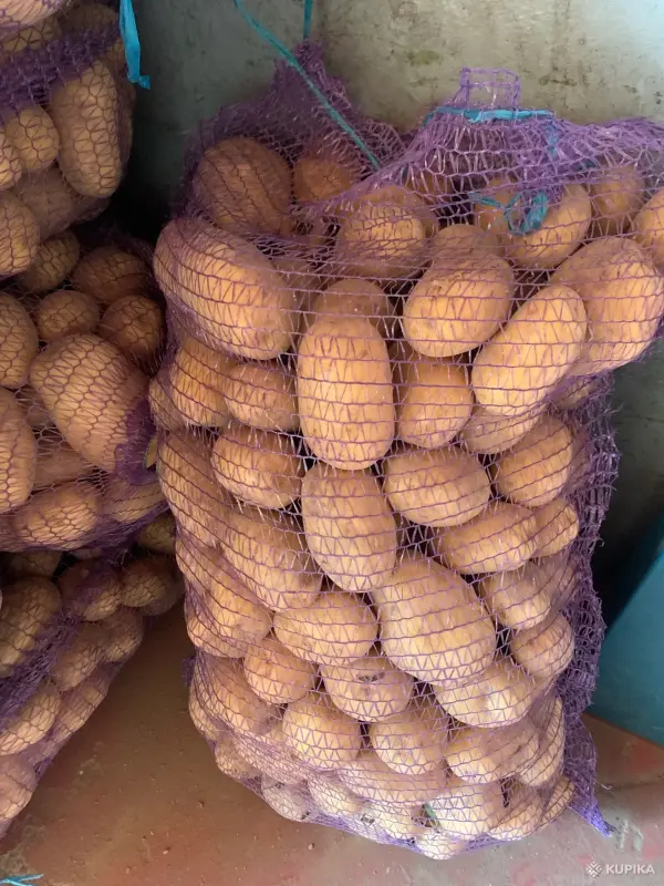 Продукты питания - Продам Картошку, Морковку, Капусту - Вся Беларусь - Фото 5 Продам Картошку, Морковку, Капусту - Вся Беларусь - 261532 - Доска объявлений Kupika.by - Фото 5