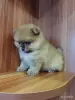 Собаки - Щенки померанского шпица - Вся Беларусь - Фото 7 Щенки померанского шпица - Вся Беларусь - 261898 - Доска объявлений Kupika.by - Фото 7
