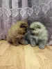Собаки - Щенки померанского шпица. - Вся Беларусь - Фото 3 Щенки померанского шпица. - Вся Беларусь - 262499 - Доска объявлений Kupika.by - Фото 3