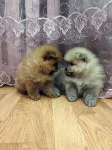 Щенки померанского шпица.