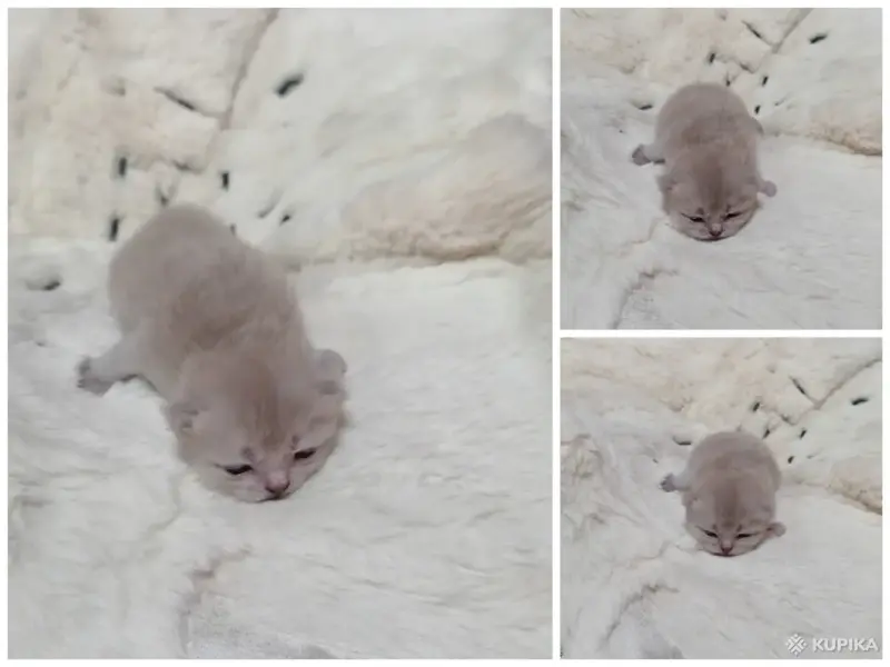 Котята шотландские вислоухие - Вся Беларусь - 263633 - Доска объявлений Kupika.by - Фото 4