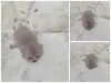 Котята шотландские вислоухие - Вся Беларусь - 263633 - Доска объявлений Kupika.by - Фото 4