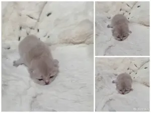 Котята шотландские вислоухие