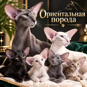 Котята ориентальные