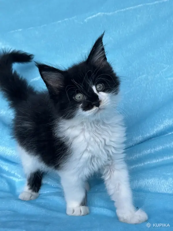 Кошки - Мейн-кун котята - Вся Беларусь - Фото 13 Мейн-кун котята - Вся Беларусь - 262554 - Доска объявлений Kupika.by - Фото 13