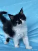 Кошки - Мейн-кун котята - Вся Беларусь - Фото 13 Мейн-кун котята - Вся Беларусь - 262554 - Доска объявлений Kupika.by - Фото 13