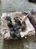 Другие животные - Бельчата Дегу - Вся Беларусь - Фото 2 Бельчата Дегу - Вся Беларусь - 261909 - Доска объявлений Kupika.by - Фото 2