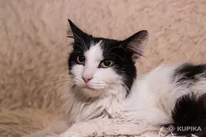 Интеллигентный котик Бельчонок в дар