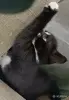 Кошки - Счастье в дом. котенок - Вся Беларусь - Фото 5 Счастье в дом. котенок - Вся Беларусь - 261305 - Доска объявлений Kupika.by - Фото 5