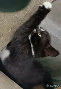 Кошкины детки