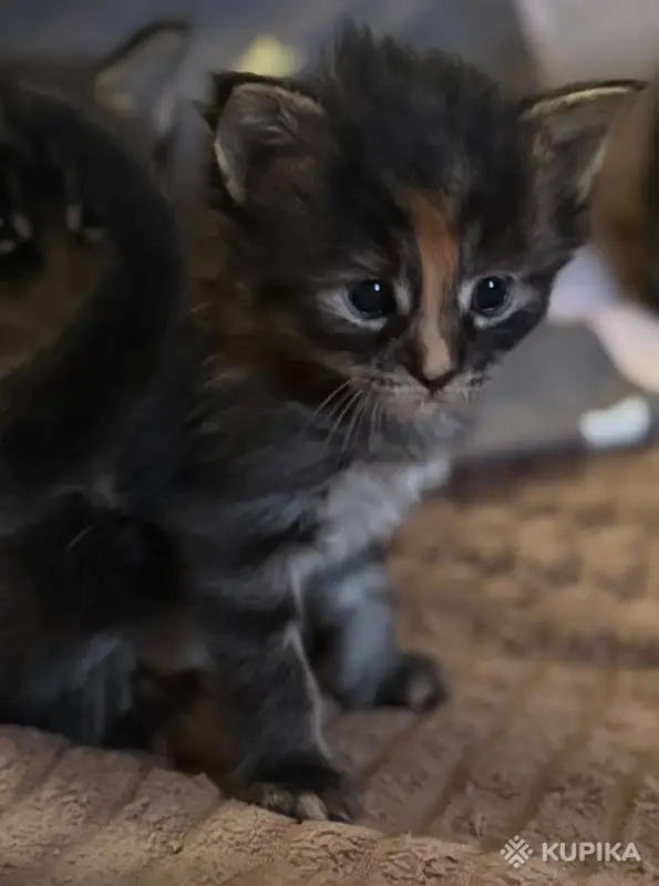 Котята-мейнкун - Вся Беларусь - 261034 - Доска объявлений Kupika.by - Фото 2