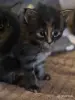 Котята-мейнкун - Вся Беларусь - 261034 - Доска объявлений Kupika.by - Фото 2