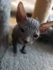 Кошки - Котята - Вся Беларусь Котята - Вся Беларусь - 262228 - Доска объявлений Kupika.by
