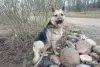 Замечательная собака Альма в дар - Вся Беларусь - 262984 - Доска объявлений Kupika.by - Фото 5