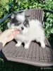 Померанский шпиц, щенок девочка, очень редкий необычный окрас! - Вся Беларусь - 261107 - Доска объявлений Kupika.by - Фото 7