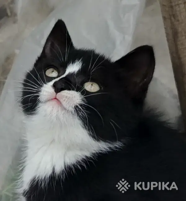 Кошки - Счастье в дом. котенок - Вся Беларусь - Фото 7 Счастье в дом. котенок - Вся Беларусь - 261305 - Доска объявлений Kupika.by - Фото 7