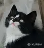 Кошки - Счастье в дом. котенок - Вся Беларусь - Фото 7 Счастье в дом. котенок - Вся Беларусь - 261305 - Доска объявлений Kupika.by - Фото 7