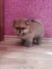 Собаки - Девочка померанский шпиц - Вся Беларусь - Фото 5 Девочка померанский шпиц - Вся Беларусь - 262510 - Доска объявлений Kupika.by - Фото 5