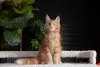 Кошки - Чистокровная девочка МЕЙН-КУН. - Вся Беларусь - Фото 8 Чистокровная девочка МЕЙН-КУН. - Вся Беларусь - 262689 - Доска объявлений Kupika.by - Фото 8