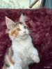 Мейн-кун девочка - Вся Беларусь - 262457 - Доска объявлений Kupika.by
