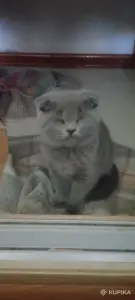 Шотландская вислоухая кошечка
