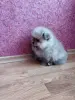 Собаки - Мальчик померанский шпиц - Вся Беларусь - Фото 2 Мальчик померанский шпиц - Вся Беларусь - 262509 - Доска объявлений Kupika.by - Фото 2