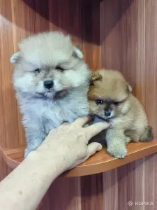 Щенки померанского шпица