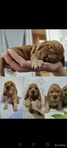 Английский кокер спаниель