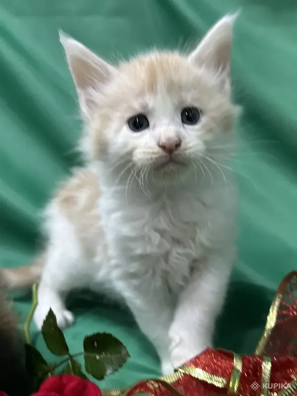 Кошки - Мейн-кун котята - Вся Беларусь - Фото 8 Мейн-кун котята - Вся Беларусь - 261741 - Доска объявлений Kupika.by - Фото 8