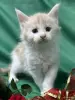 Кошки - Мейн-кун котята - Вся Беларусь - Фото 8 Мейн-кун котята - Вся Беларусь - 261741 - Доска объявлений Kupika.by - Фото 8