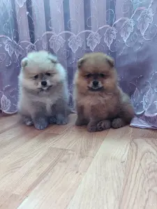 Щенки померанский шпиц