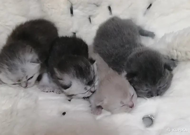 Котята шотландские вислоухие - Вся Беларусь - 263633 - Доска объявлений Kupika.by - Фото 3