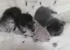 Котята шотландские вислоухие - Вся Беларусь - 263633 - Доска объявлений Kupika.by - Фото 3