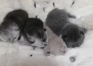 Котята шотландские вислоухие