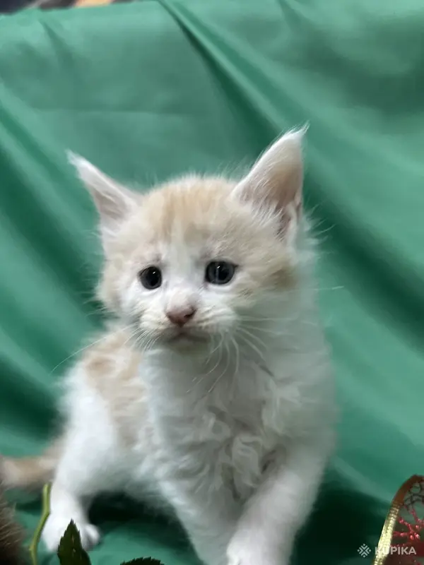 Кошки - Мейн-куны котята - Вся Беларусь - Фото 10 Мейн-куны котята - Вся Беларусь - 262506 - Доска объявлений Kupika.by - Фото 10